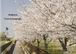 #sakura　from Instagram
