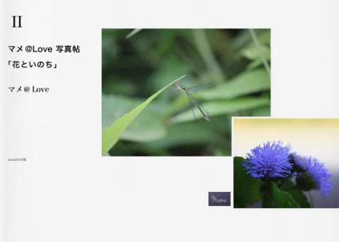 マメ@Love 写真帖「花といのち」