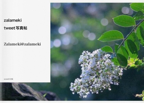 zalameki 　tweet写真帖 「花の宴」