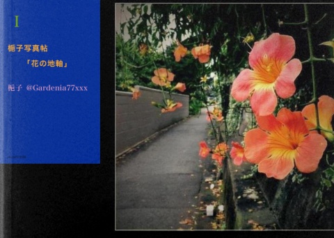 梔子写真帖　「花の地軸」