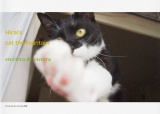 ねこのポストカード写真集 (cat 猫 ネコ にゃんこ)
