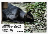 雑司ヶ谷の猫たち