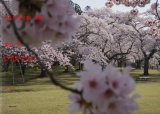 桜の写真　全集