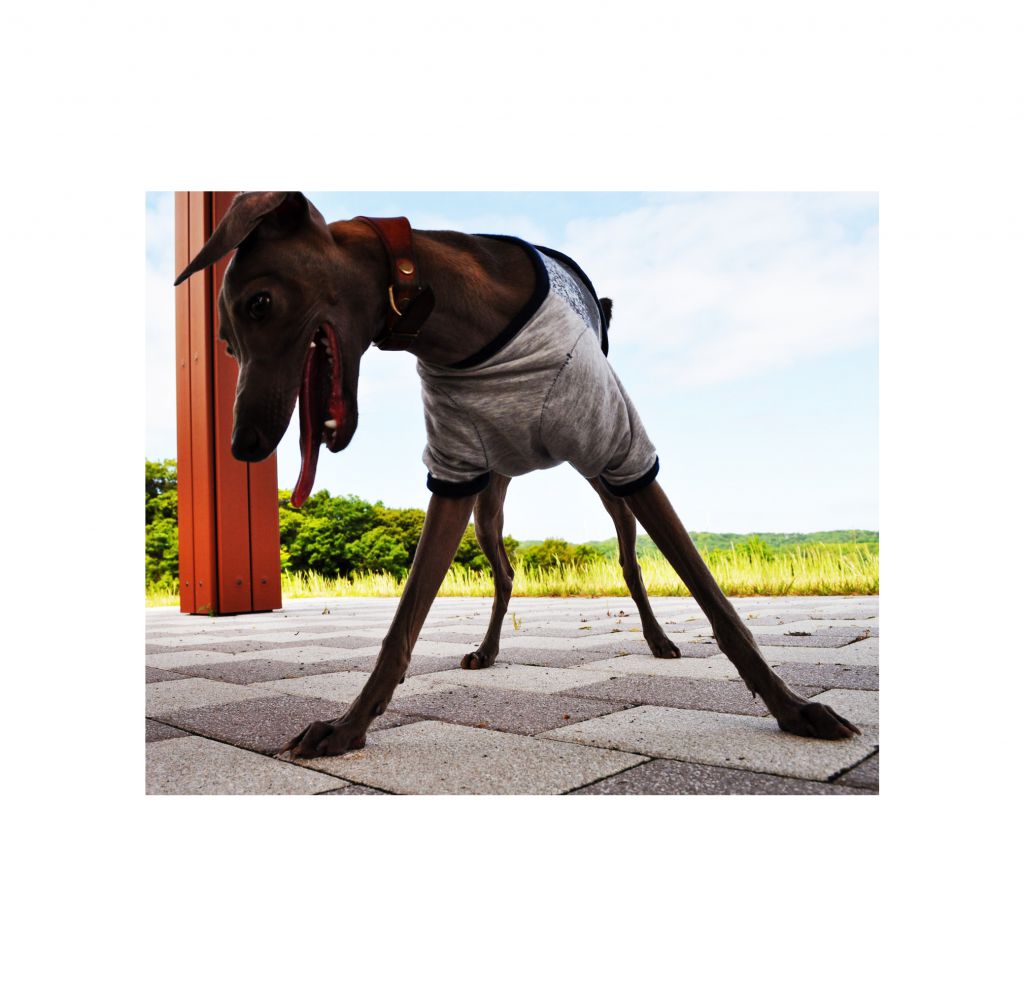 cks ブックス 正しい犬の抱き方 犬の育て方