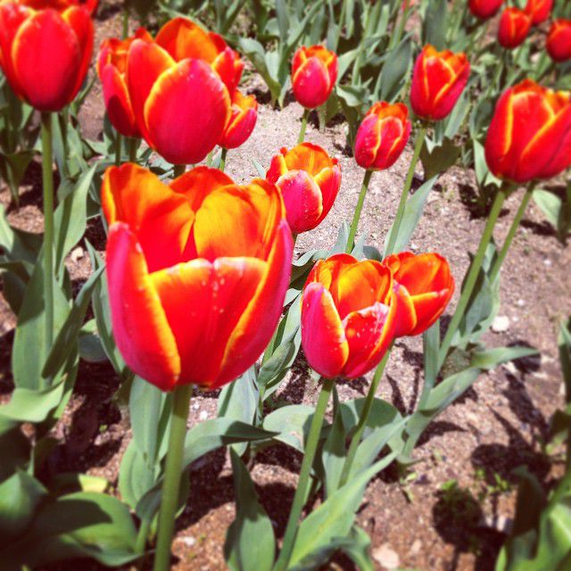 #チューリップ#春
Wed, 15 Apr 2015 14:28:11 +0900 https://instagram.com/p/1e9zgksiYS/